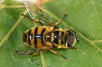 Myathropa florea