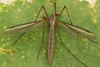 Tipula oleracea