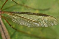 Tipula oleracea