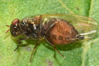 Calliopum