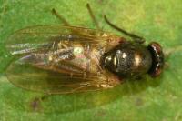 Calliopum