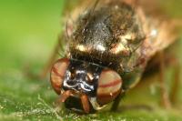 Calliopum