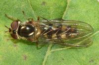 Meliscaeva auricollis