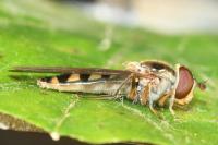Meliscaeva auricollis