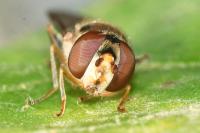 Meliscaeva auricollis