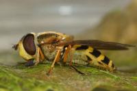 Syrphus ribesii