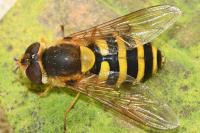 Syrphus ribesii