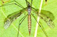 Tipula confusa