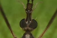 Tipula confusa