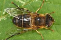 Eristalis pertinax
