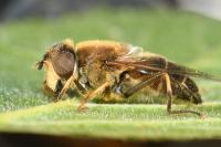 Eristalis pertinax