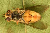 Syrphus torvus