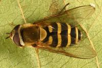 Syrphus torvus