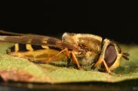Syrphus torvus