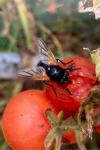 Mesembrina meridiana
