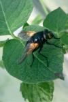 Mesembrina meridiana