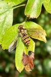 Episyrphus balteatus