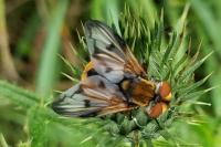 Ectophasia crassipennis