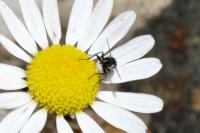 Phania funesta