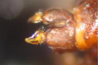 Paragus testaceus