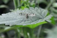 Nephrotoma quadrifaria