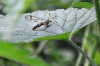 Nephrotoma quadrifaria