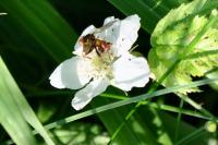 Sicus ferrugineus