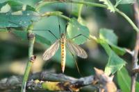 Nephrotoma flavescens