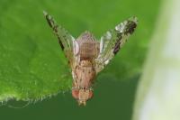 Tephritis bardanae