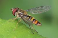 Episyrphus balteatus