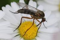 Empis livida
