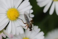 Empis livida