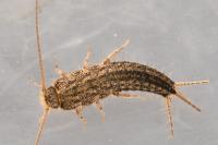 Ctenolepisma lineata
