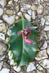 Phytomyza ilicis