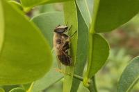 Eristalis tenax