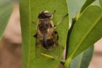 Eristalis tenax