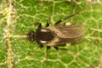 Forcipomyia