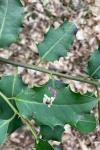 Phytomyza ilicis