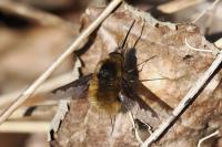 Bombylius major