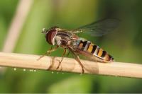 Episyrphus balteatus