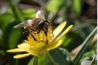 Eristalis tenax