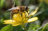 Eristalis tenax