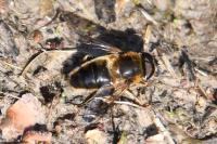 Eristalis pertinax