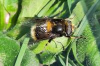 Eristalis intricaria