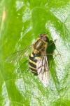 Syrphus