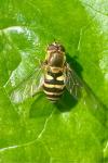 Syrphus