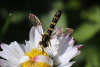 Sphaerophoria scripta