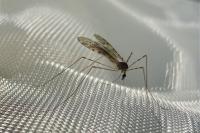 Limonia nubeculosa