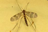Ditomyia fasciata