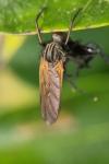Empis tessellata